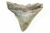 2.24" Juvenile Megalodon Tooth - South Carolina - #196097-1